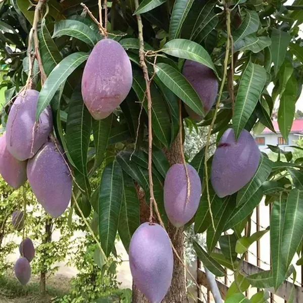 Nam_Dok_Mai_Si_Mueng_Purple_Mango_Grafted_Aam_Fruit_Plants_Tree_1.5_-_3_Fe