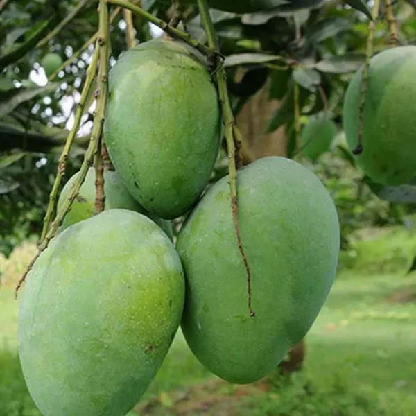 Himsagar_Kishan_Bhog_Khirsapat_Mango_Grafted_Aam_Fruit_Plants_Tree_1.5_-_3