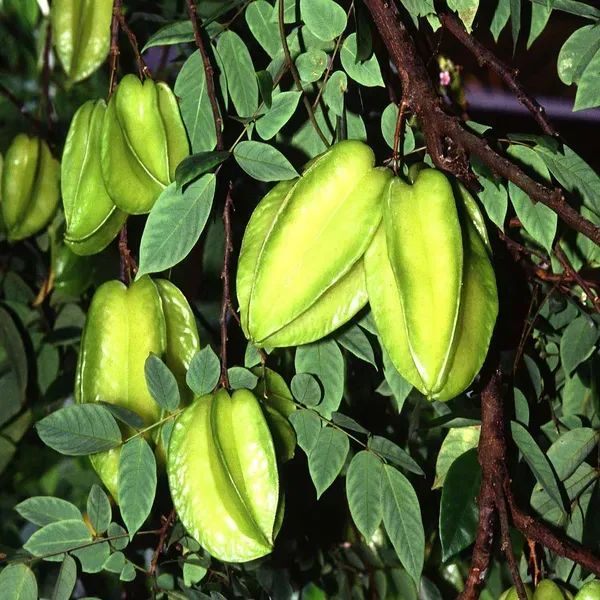 Star_Fruit_Sour_Carambola_Kamranga_Amrak_Grafted_Fruit_Plants_Tree_1.5_-_3