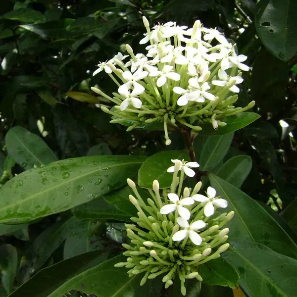 White_Colour_Ixora_Rukmini_Rangan_Flower_Plants_Tree1_-_2_Feet