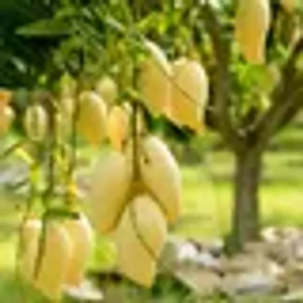 Alphonso_Hapus_Mango_Grafted_Aam_Fruit_Plants_Tree1.5_-_3_Feet