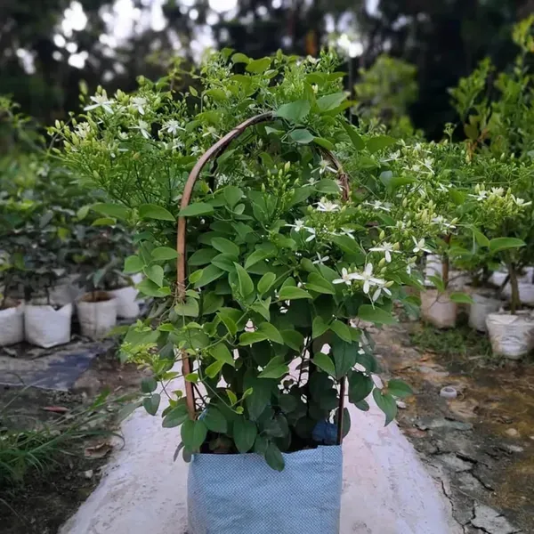 Juhi_Jasminum_Auriculatum_Fragrant_Flower_Plants_Tree1_-_2_Feet