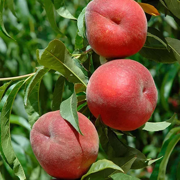 Floridaprince_Peach_Fruit_Grafted_Plants_Tree_2_-_3_Feet