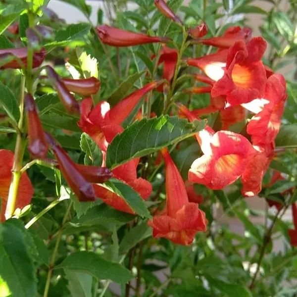 Red_Colour_Tecoma_Climbers_Flower_Plants_Tree1_-_2_Feet