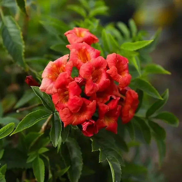 Red_Colour_Tecoma_Climbers_Flower_Plants_Tree1_-_2_Feet