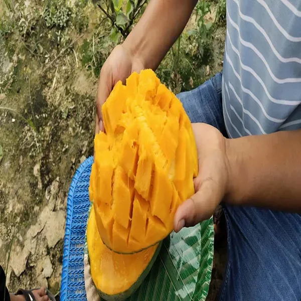 4kg_Mango_Grafted_Aam_Fruit_Plants_Tree1.5_-_3_Feet