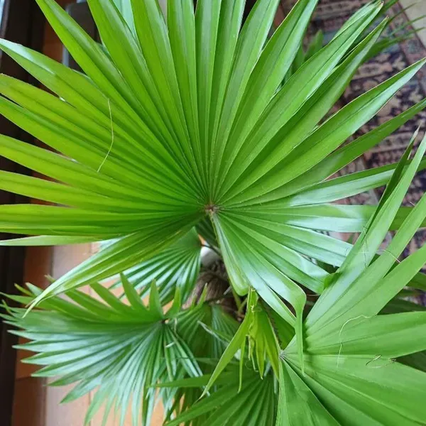 Chinese_Fan_Palm_Ornamental_Plants_Tree1.5_-_3_Feet
