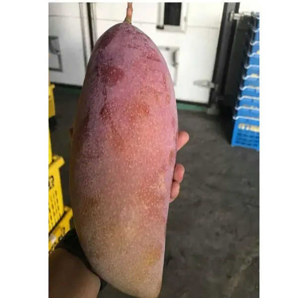 Thai_King_Of_Chakapat_Mango_Grafted_Aam_Fruit_Plants_Tree1.5_-_3_Feet