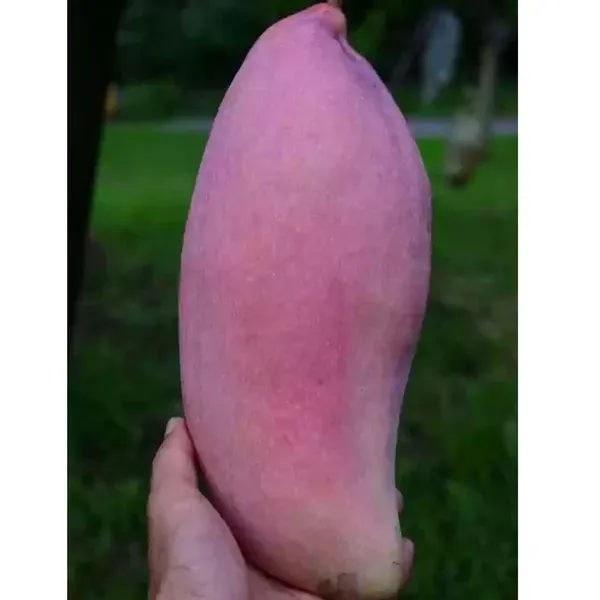 Thai_King_Of_Chakapat_Mango_Grafted_Aam_Fruit_Plants_Tree1.5_-_3_Feet