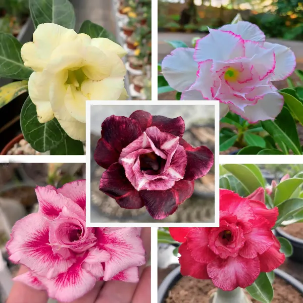 Adenium_Grafted_Flowers_Plant_Pack_Of_5