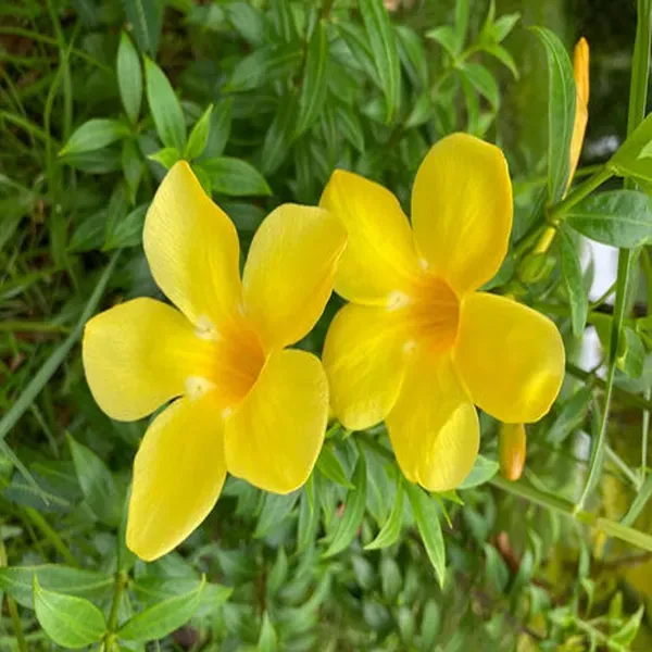 Yellow_Allamanda_Cathartica_Round_The_Year_Flower_Plants_Tree1_-_2_Feet