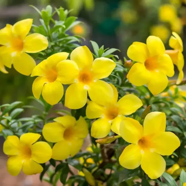 Yellow_Allamanda_Cathartica_Round_The_Year_Flower_Plants_Tree1_-_2_Feet