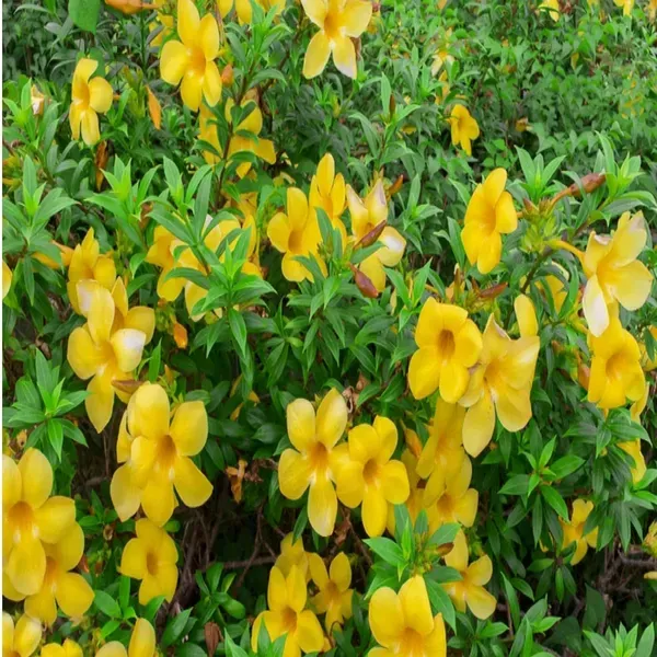 Yellow_Allamanda_Cathartica_Round_The_Year_Flower_Plants_Tree1_-_2_Feet