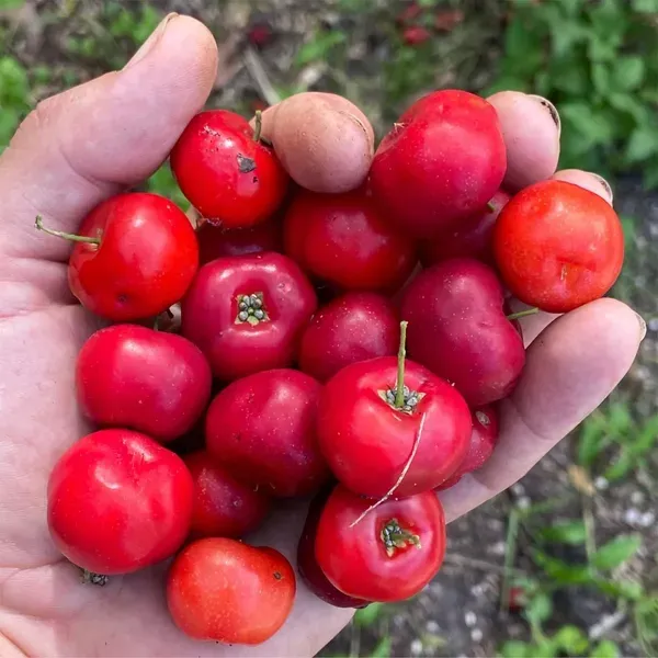 Barbados_Cherry_Apple_Cherries_Fruit_Air_Layering_Grafted_Plants_Tree
