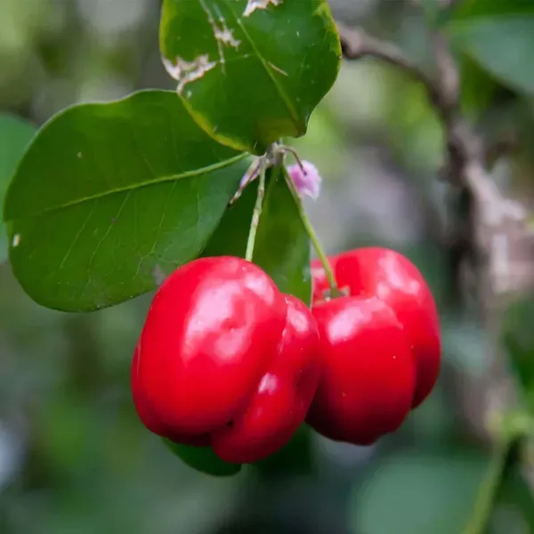 Barbados_Cherry_Apple_Cherries_Fruit_Air_Layering_Grafted_Plants_Tree