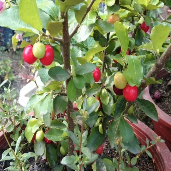 Barbados_Cherry_Apple_Cherries_Fruit_Air_Layering_Grafted_Plants_Tree