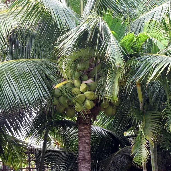 Coconut_Tall_Fruit_Plants_Tree_2_-_4_Feet