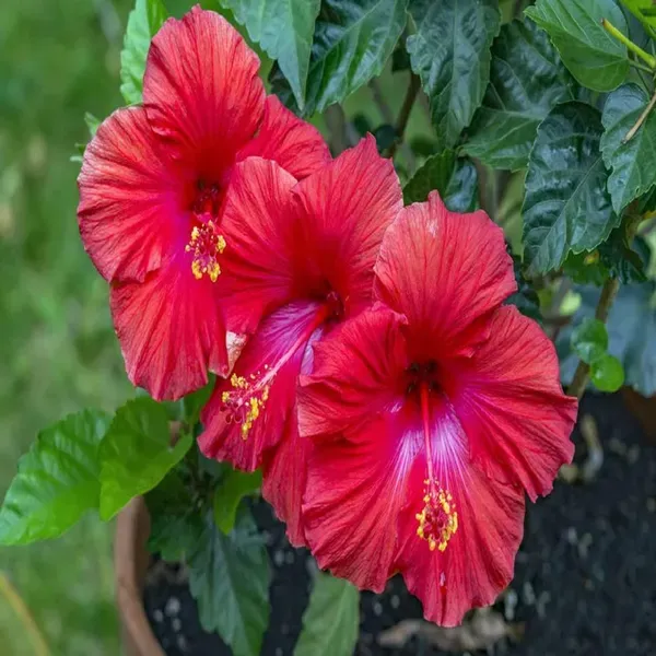Red_Colour_Hybrid_Hibiscus_Joba_Gudhal_Flower_Plants_Tree1_-_2_Feet