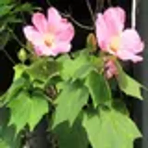 Red_Colour_Hybrid_Hibiscus_Joba_Gudhal_Flower_Plants_Tree1_-_2_Feet