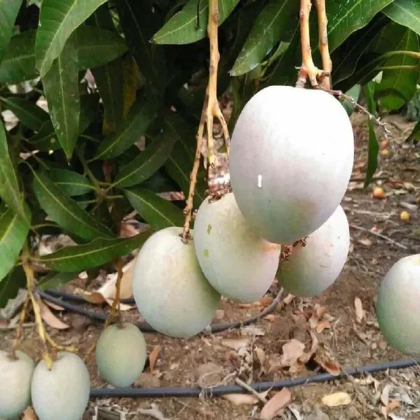 Babul_Dufala_White_All_Time_Mango_Grafted_Aam_Fruit_Plants_Tree_1.5_-_3_Fee