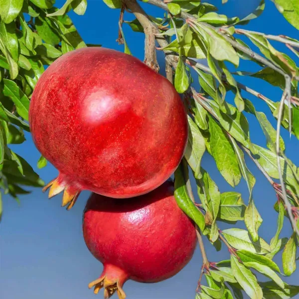 Israeli_Rimon_Pomegranate_Fruit_Air_Layering_Grafted_Anar_Plants_Tree