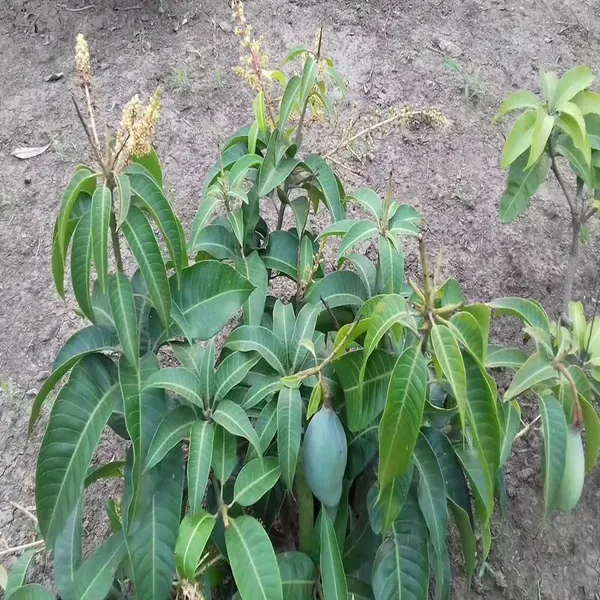 Thai_All_Time_Baramasi_Mango_Grafted_Aam_Fruit_Plants_Tree1.5_-_3_Feet