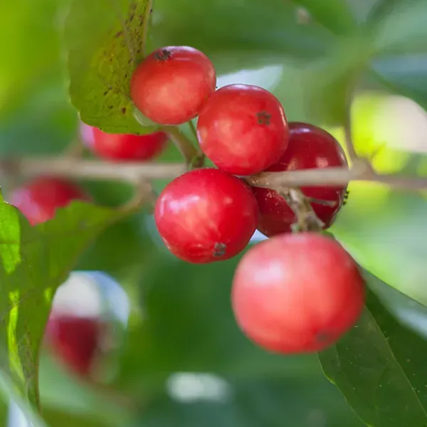 Lovi_Lovi_Fruit_Plants_Tree1.5_-_3_Feet