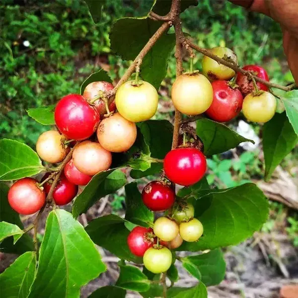 Lovi_Lovi_Fruit_Plants_Tree1.5_-_3_Feet