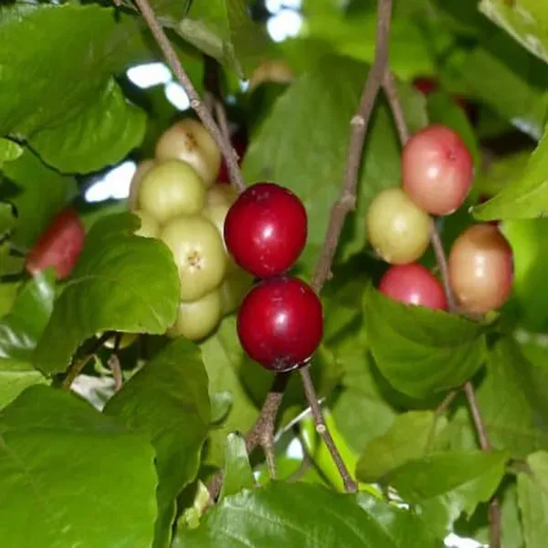 Lovi_Lovi_Fruit_Plants_Tree1.5_-_3_Feet