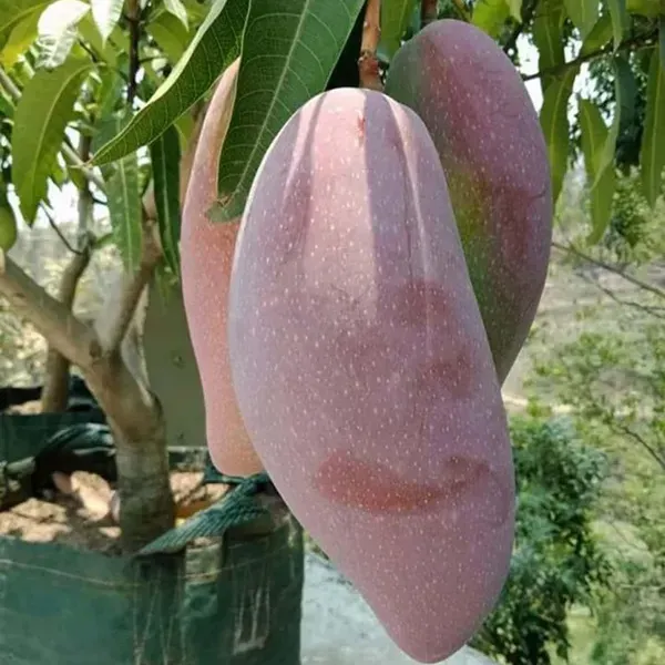 Red_Ivory_Mango_Grafted_Aam_Fruit_Plants_Tree1.5_-_3_Feet