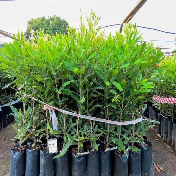 Macadamia_Nut_Fruit_Plants_Tree1_-_2_Feet