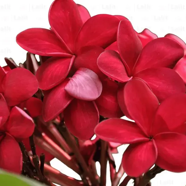 Red_Colour_Kat_Chapa_Champa_Plumeria_Flower_Plants_Tree1_-_2_Feet