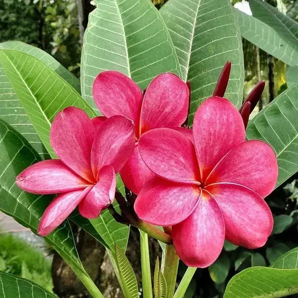 Red_Colour_Kat_Chapa_Champa_Plumeria_Flower_Plants_Tree1_-_2_Feet