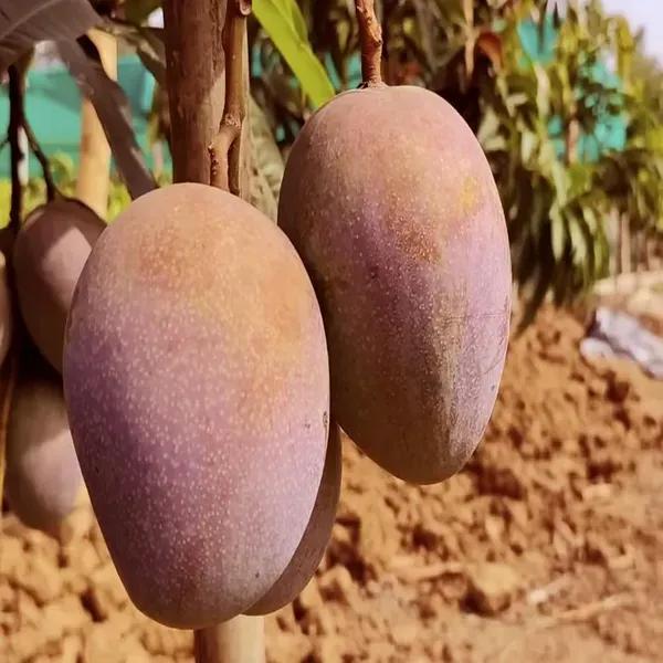 Pusa_Arunika_Mango_Grafted_Aam_Fruit_Plants_Tree1.5_-_3_Feet