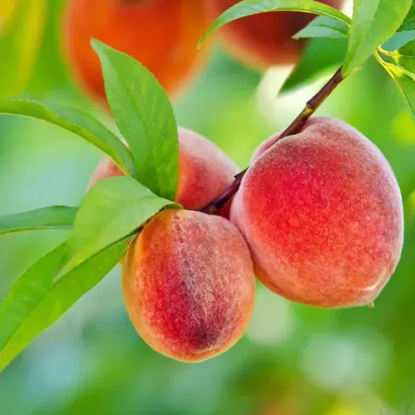 Shan_E_Punjab_Peach_Fruit_Grafted_Plants_Tree_2_-_3_Feet