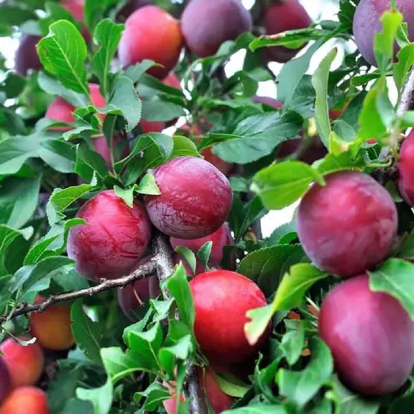 Plum_Red_Aloo_Bukhara_Fruit_Air_Layering_Grafted_Plants_Tree1.5_-_3_Feet