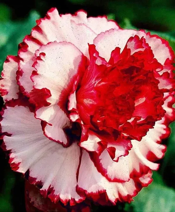 Rosey_Verity_Adenium_Grafted_Flowers_Plant