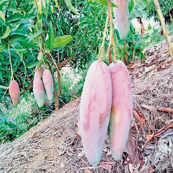 Thai_Chiang_Mai_Mango_Grafted_Aam_Fruit_Plants_Tree1.5_-_3_Feet