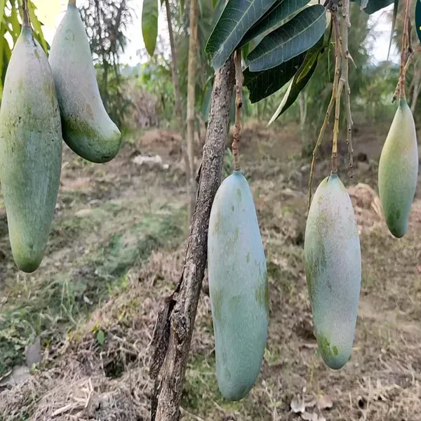 3_Taste_Three_Taste_Mango_Grafted_Aam_Fruit_Plants_Tree1.5_-_3_Feet