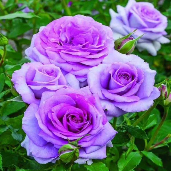 Blue_Moon_Rose_Aromatic_Flower_Plant_1_-_2_Feet_Height