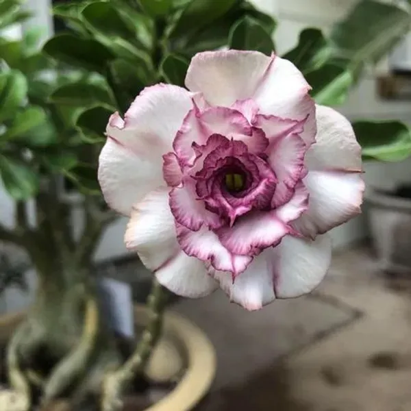 Adenium_Grafted_Flowers_Plant_Pack_Of_4