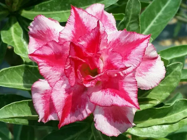 Adenium_Grafted_Flowers_Plant_Pack_Of_4