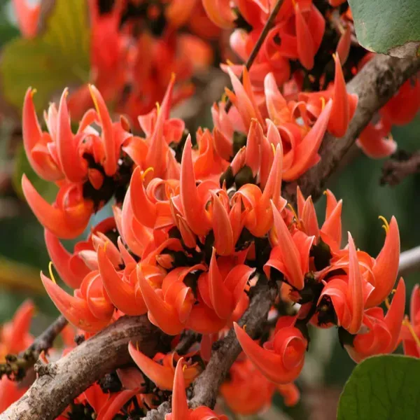 Red_Colour_Palash_Butea_Monosperma_Flower_Plants_Tree1_-_2_Feet