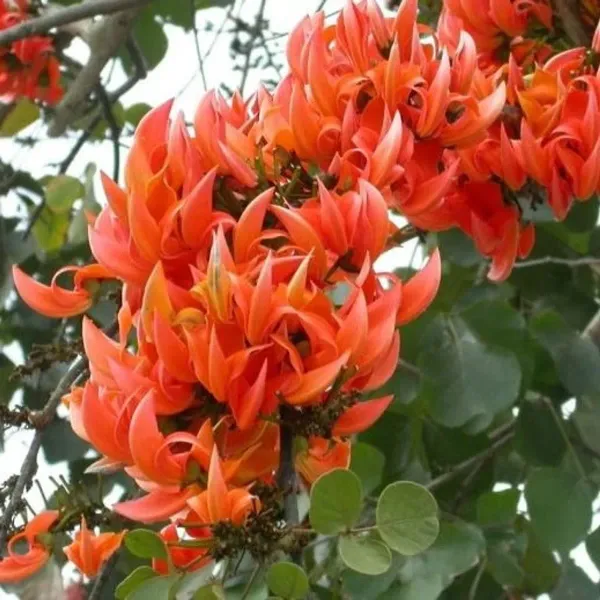 Red_Colour_Palash_Butea_Monosperma_Flower_Plants_Tree1_-_2_Feet