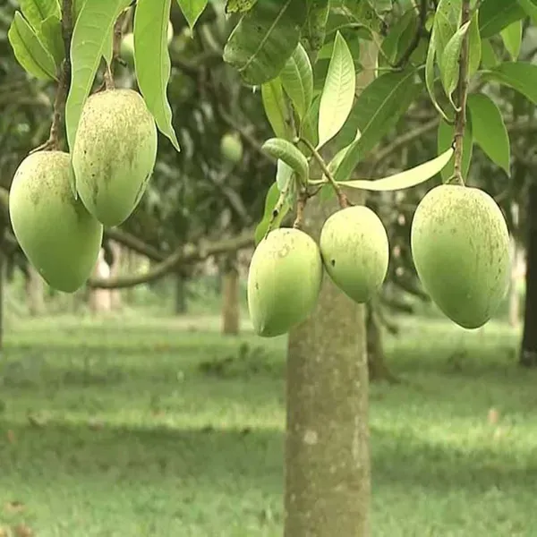 Bangladesh_Haribhanga_Mango_Grafted_Aam_Fruit_Plants_Tree1.5_-_3_Feet
