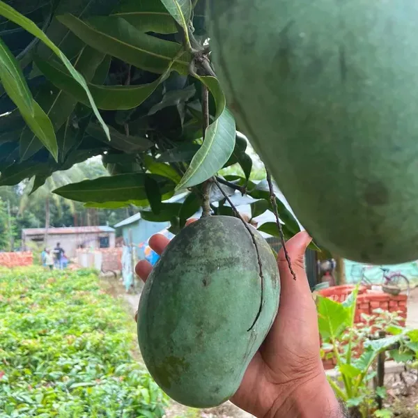 Mallika_Mango_Grafted_Aam_Fruit_Plants_Tree1.5_-_3_Feet
