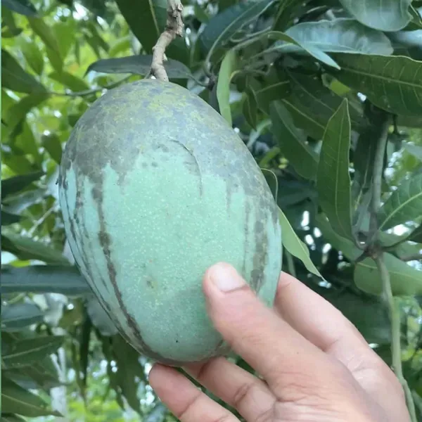 Mallika_Mango_Grafted_Aam_Fruit_Plants_Tree1.5_-_3_Feet