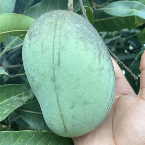 Mallika_Mango_Grafted_Aam_Fruit_Plants_Tree1.5_-_3_Feet