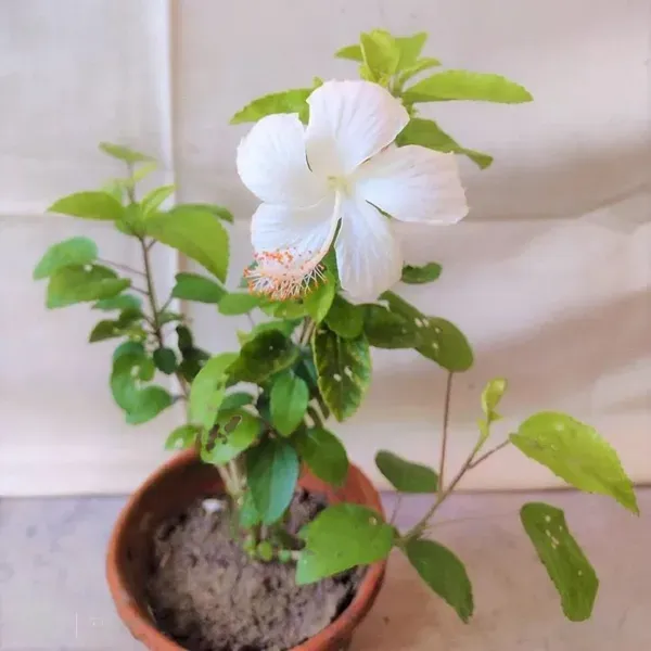 White_Colour_Hibiscus_Joba_Gudhal_Flower_Plants_Tree1_-_2_Feet