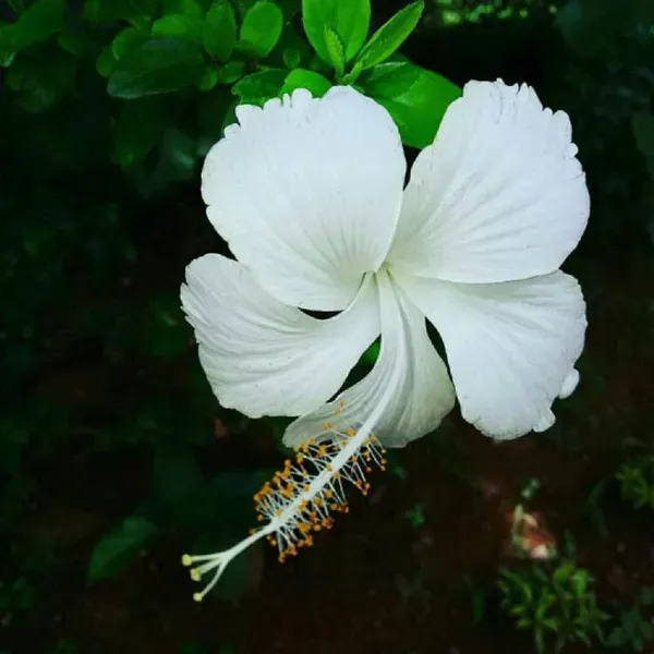White_Colour_Hibiscus_Joba_Gudhal_Flower_Plants_Tree1_-_2_Feet